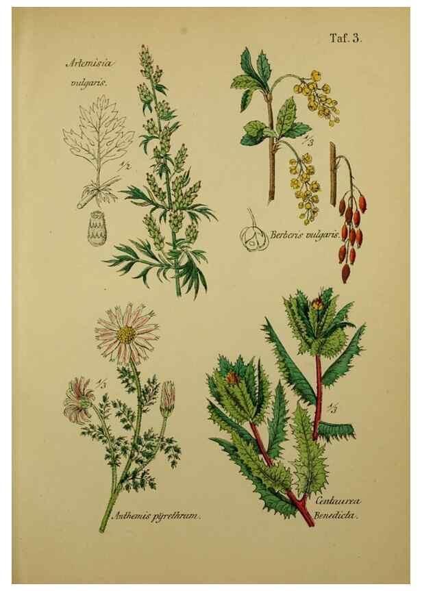 Reproducción/Reproduction 49578442383: Anleitung zu Anbau, Ernte und Verwendung der Arzneipflanzen.. Stuttgart,im Selbstverlag des Verfassers,1876.. 