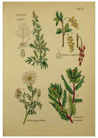 Reproducción/Reproduction 49578442383: Anleitung zu Anbau, Ernte und Verwendung der Arzneipflanzen.. Stuttgart,im Selbstverlag des Verfassers,1876.. 