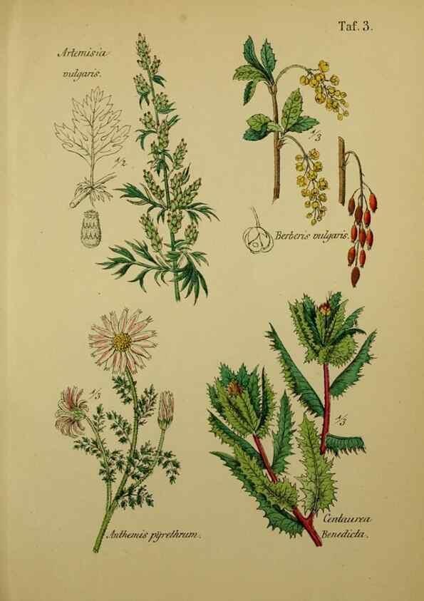 Reproducción/Reproduction 49578442383: Anleitung zu Anbau, Ernte und Verwendung der Arzneipflanzen.. Stuttgart,im Selbstverlag des Verfassers,1876.. 