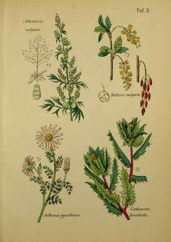 Reproducción/Reproduction 49578442383: Anleitung zu Anbau, Ernte und Verwendung der Arzneipflanzen.. Stuttgart,im Selbstverlag des Verfassers,1876.. 