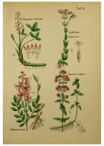 Reproducción/Reproduction 49579173472: Anleitung zu Anbau, Ernte und Verwendung der Arzneipflanzen.. Stuttgart,im Selbstverlag des Verfassers,1876.. 