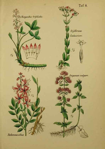 Reproducción/Reproduction 49579173472: Anleitung zu Anbau, Ernte und Verwendung der Arzneipflanzen.. Stuttgart,im Selbstverlag des Verfassers,1876.. 