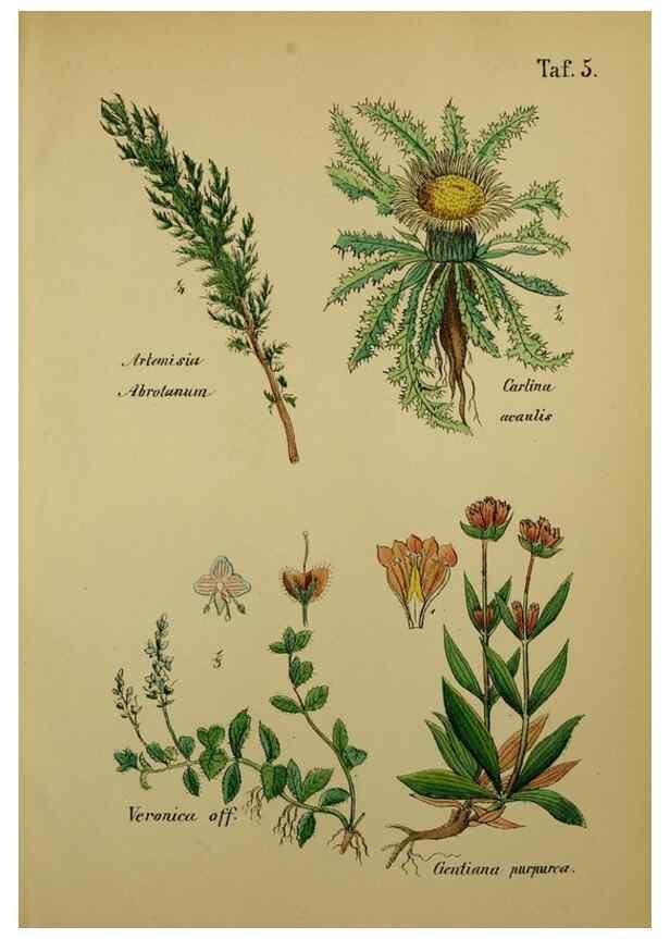 Reproducción/Reproduction 49578947521: Anleitung zu Anbau, Ernte und Verwendung der Arzneipflanzen.. Stuttgart,im Selbstverlag des Verfassers,1876.. 