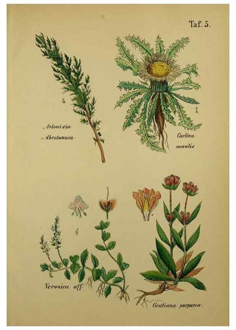 Reproducción/Reproduction 49578947521: Anleitung zu Anbau, Ernte und Verwendung der Arzneipflanzen.. Stuttgart,im Selbstverlag des Verfassers,1876.. 