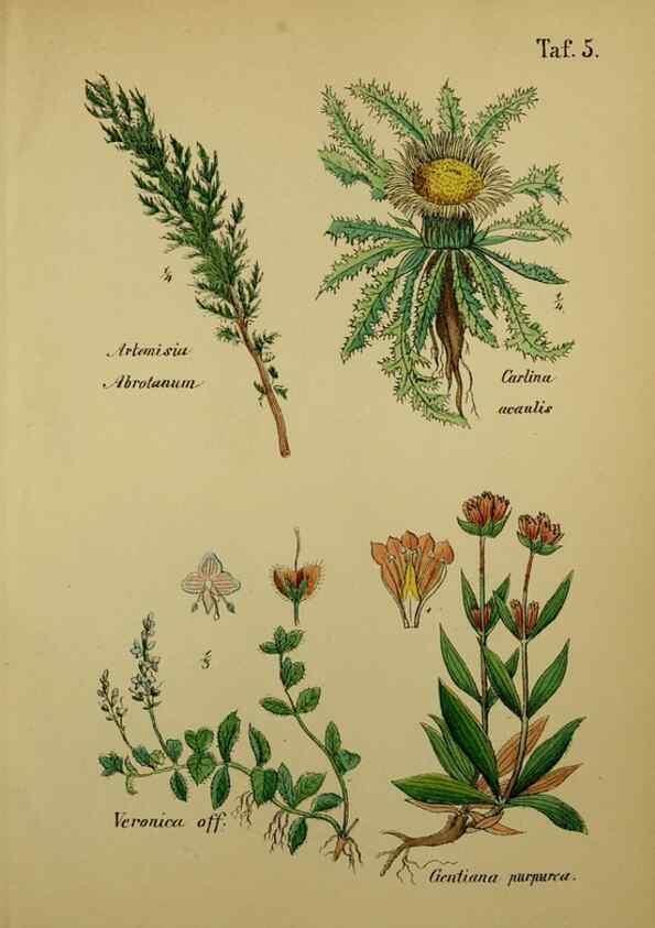 Reproducción/Reproduction 49578947521: Anleitung zu Anbau, Ernte und Verwendung der Arzneipflanzen.. Stuttgart,im Selbstverlag des Verfassers,1876.. 