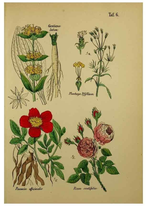 Reproducción/Reproduction 49579173892: Anleitung zu Anbau, Ernte und Verwendung der Arzneipflanzen.. Stuttgart,im Selbstverlag des Verfassers,1876.. 