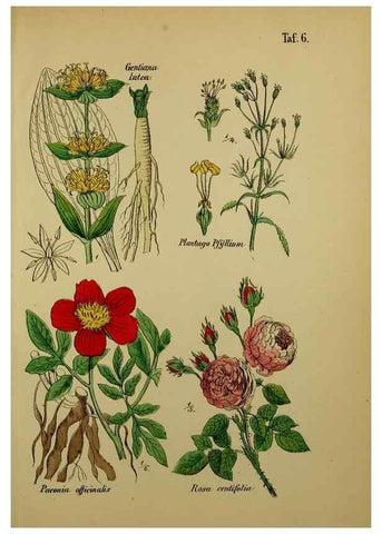 Reproducción/Reproduction 49579173892: Anleitung zu Anbau, Ernte und Verwendung der Arzneipflanzen.. Stuttgart,im Selbstverlag des Verfassers,1876.. 