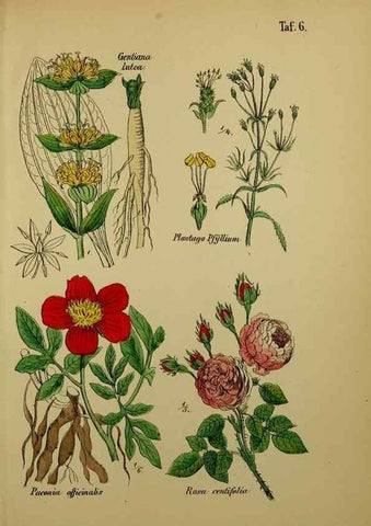 Reproducción/Reproduction 49579173892: Anleitung zu Anbau, Ernte und Verwendung der Arzneipflanzen.. Stuttgart,im Selbstverlag des Verfassers,1876.. 