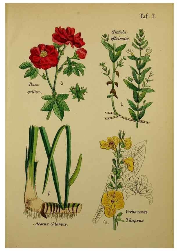 Reproducción/Reproduction 49578947966: Anleitung zu Anbau, Ernte und Verwendung der Arzneipflanzen.. Stuttgart,im Selbstverlag des Verfassers,1876.. 