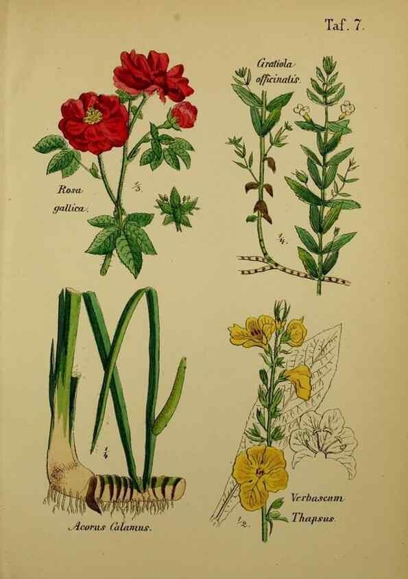 Reproducción/Reproduction 49578947966: Anleitung zu Anbau, Ernte und Verwendung der Arzneipflanzen.. Stuttgart,im Selbstverlag des Verfassers,1876.. 