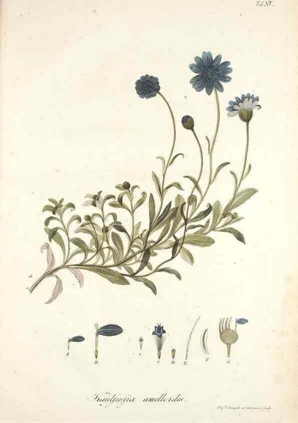 Reproducción/Reproduction 49579206092: Horae physicae Berolinenses :. Bonnae :Adolphi Marcus,1820.. 