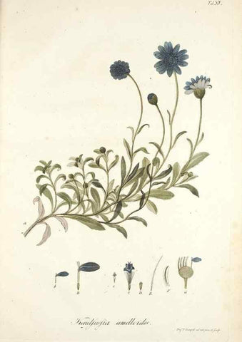 Reproducción/Reproduction 49579206092: Horae physicae Berolinenses :. Bonnae :Adolphi Marcus,1820.. 