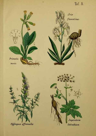 Reproducción/Reproduction 49578443348: Anleitung zu Anbau, Ernte und Verwendung der Arzneipflanzen.. Stuttgart,im Selbstverlag des Verfassers,1876.. 