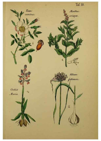 Reproducción/Reproduction 49578443738: Anleitung zu Anbau, Ernte und Verwendung der Arzneipflanzen.. Stuttgart,im Selbstverlag des Verfassers,1876.. 