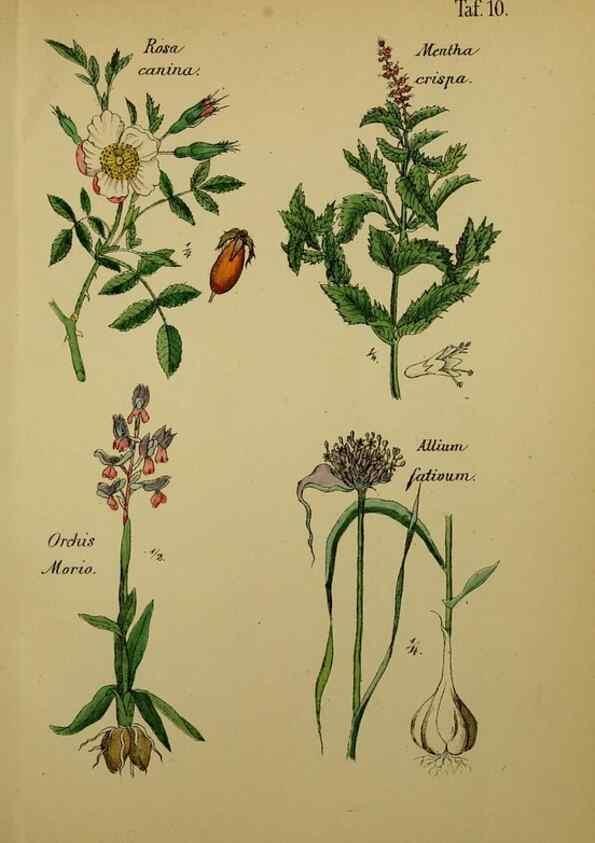 Reproducción/Reproduction 49578443738: Anleitung zu Anbau, Ernte und Verwendung der Arzneipflanzen.. Stuttgart,im Selbstverlag des Verfassers,1876.. 