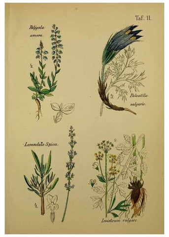 Reproducción/Reproduction 49578443928: Anleitung zu Anbau, Ernte und Verwendung der Arzneipflanzen.. Stuttgart,im Selbstverlag des Verfassers,1876.. 