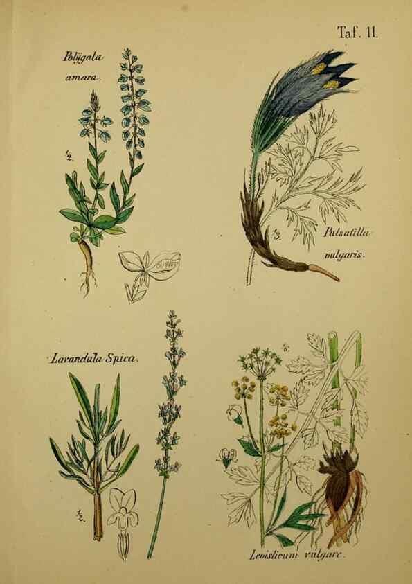 Reproducción/Reproduction 49578443928: Anleitung zu Anbau, Ernte und Verwendung der Arzneipflanzen.. Stuttgart,im Selbstverlag des Verfassers,1876.. 
