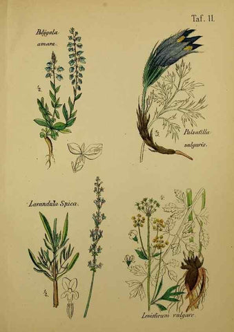 Reproducción/Reproduction 49578443928: Anleitung zu Anbau, Ernte und Verwendung der Arzneipflanzen.. Stuttgart,im Selbstverlag des Verfassers,1876.. 