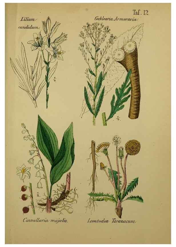 Reproducción/Reproduction 49579175032: Anleitung zu Anbau, Ernte und Verwendung der Arzneipflanzen.. Stuttgart,im Selbstverlag des Verfassers,1876.. 
