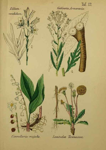 Reproducción/Reproduction 49579175032: Anleitung zu Anbau, Ernte und Verwendung der Arzneipflanzen.. Stuttgart,im Selbstverlag des Verfassers,1876.. 