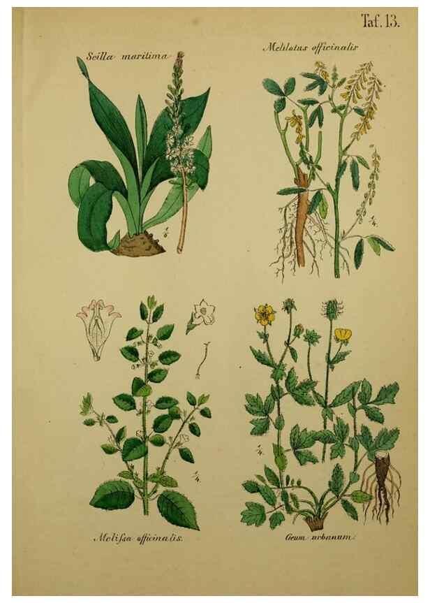 Reproducción/Reproduction 49579175192: Anleitung zu Anbau, Ernte und Verwendung der Arzneipflanzen.. Stuttgart,im Selbstverlag des Verfassers,1876.. 