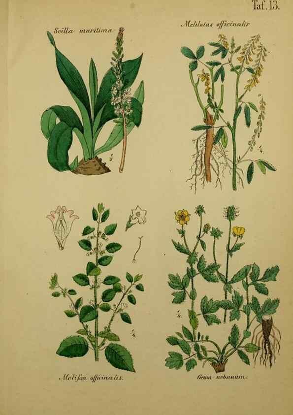 Reproducción/Reproduction 49579175192: Anleitung zu Anbau, Ernte und Verwendung der Arzneipflanzen.. Stuttgart,im Selbstverlag des Verfassers,1876.. 