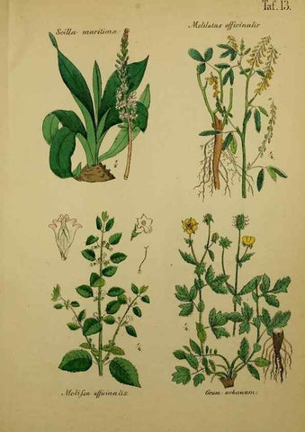 Reproducción/Reproduction 49579175192: Anleitung zu Anbau, Ernte und Verwendung der Arzneipflanzen.. Stuttgart,im Selbstverlag des Verfassers,1876.. 
