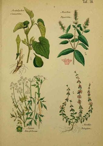 Reproducción/Reproduction 49578949196: Anleitung zu Anbau, Ernte und Verwendung der Arzneipflanzen.. Stuttgart,im Selbstverlag des Verfassers,1876.. 