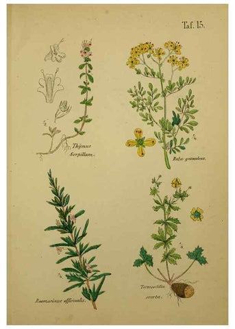 Reproducción/Reproduction 49578444593: Anleitung zu Anbau, Ernte und Verwendung der Arzneipflanzen.. Stuttgart,im Selbstverlag des Verfassers,1876.. 