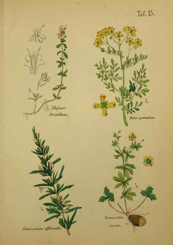 Reproducción/Reproduction 49578444593: Anleitung zu Anbau, Ernte und Verwendung der Arzneipflanzen.. Stuttgart,im Selbstverlag des Verfassers,1876.. 