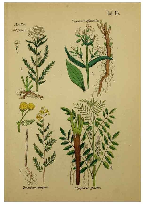 Reproducción/Reproduction 49578949616: Anleitung zu Anbau, Ernte und Verwendung der Arzneipflanzen.. Stuttgart,im Selbstverlag des Verfassers,1876.. 