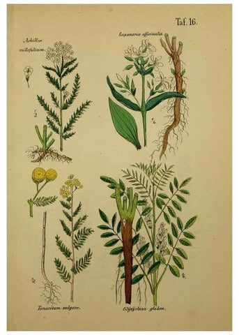 Reproducción/Reproduction 49578949616: Anleitung zu Anbau, Ernte und Verwendung der Arzneipflanzen.. Stuttgart,im Selbstverlag des Verfassers,1876.. 