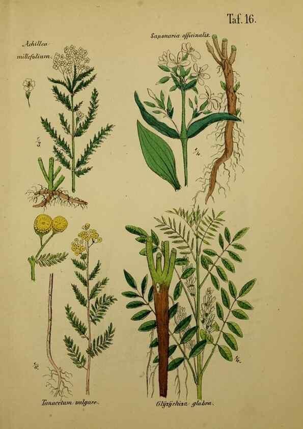 Reproducción/Reproduction 49578949616: Anleitung zu Anbau, Ernte und Verwendung der Arzneipflanzen.. Stuttgart,im Selbstverlag des Verfassers,1876.. 