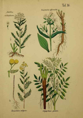 Reproducción/Reproduction 49578949616: Anleitung zu Anbau, Ernte und Verwendung der Arzneipflanzen.. Stuttgart,im Selbstverlag des Verfassers,1876.. 