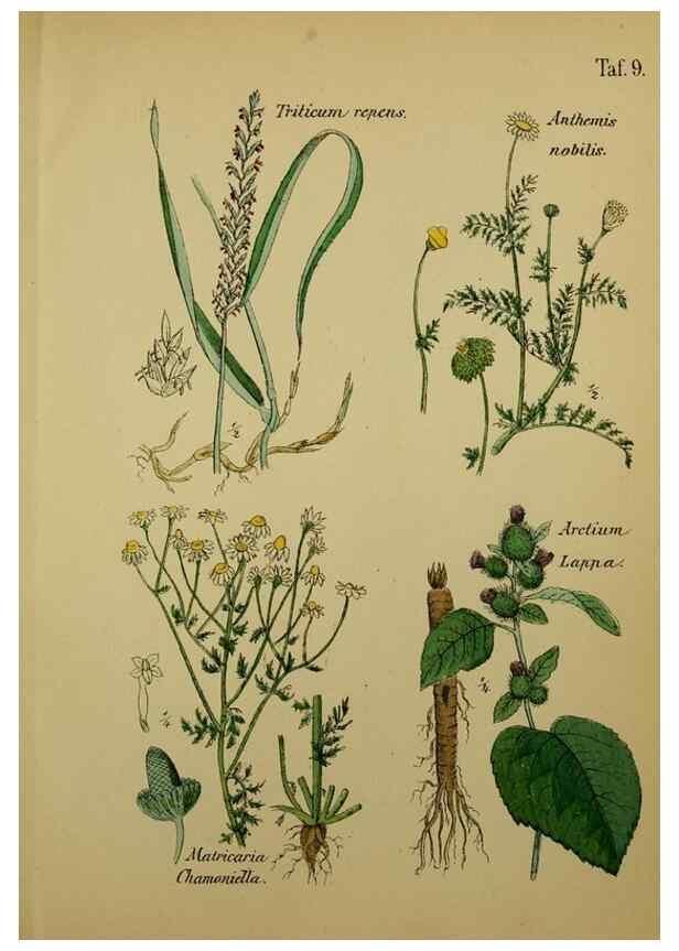 Reproducción/Reproduction 49579174472: Anleitung zu Anbau, Ernte und Verwendung der Arzneipflanzen.. Stuttgart,im Selbstverlag des Verfassers,1876.. 