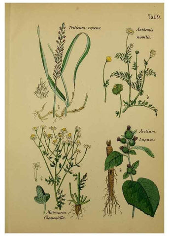 Reproducción/Reproduction 49579174472: Anleitung zu Anbau, Ernte und Verwendung der Arzneipflanzen.. Stuttgart,im Selbstverlag des Verfassers,1876.. 