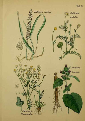 Reproducción/Reproduction 49579174472: Anleitung zu Anbau, Ernte und Verwendung der Arzneipflanzen.. Stuttgart,im Selbstverlag des Verfassers,1876.. 