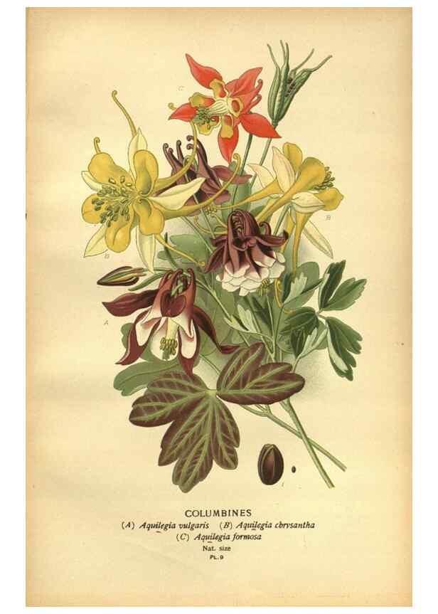 Reproducción/Reproduction 49561400796: Favourite flowers of garden and greenhouse /. London and New York :Frederick Warne & co.,1896-97.. 