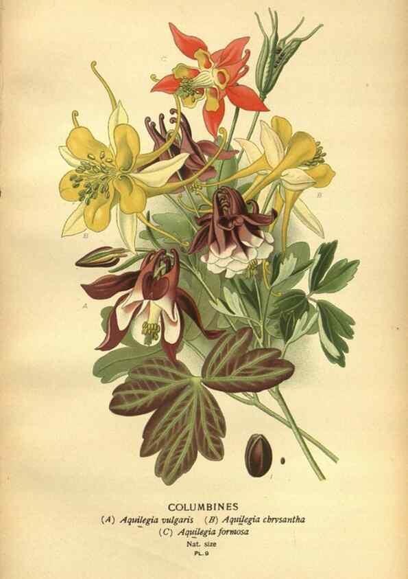 Reproducción/Reproduction 49561400796: Favourite flowers of garden and greenhouse /. London and New York :Frederick Warne & co.,1896-97.. 