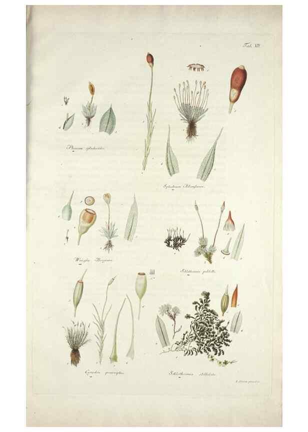 Reproducción/Reproduction 49578474708: Horae physicae Berolinenses :. Bonnae :Adolphi Marcus,1820.. 