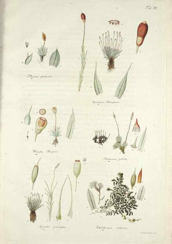 Reproducción/Reproduction 49578474708: Horae physicae Berolinenses :. Bonnae :Adolphi Marcus,1820.. 