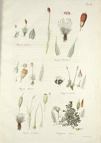 Reproducción/Reproduction 49578474708: Horae physicae Berolinenses :. Bonnae :Adolphi Marcus,1820.. 