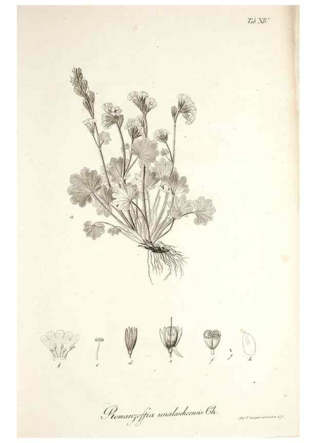 Reproducción/Reproduction 49578475208: Horae physicae Berolinenses :. Bonnae :Adolphi Marcus,1820.. 