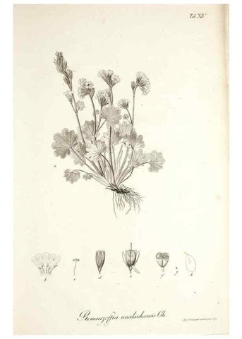 Reproducción/Reproduction 49578475208: Horae physicae Berolinenses :. Bonnae :Adolphi Marcus,1820.. 