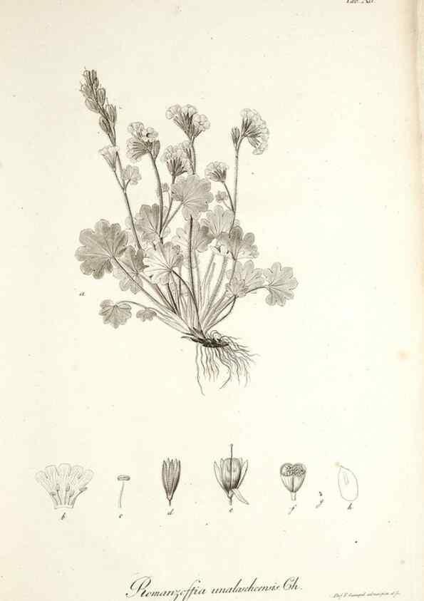 Reproducción/Reproduction 49578475208: Horae physicae Berolinenses :. Bonnae :Adolphi Marcus,1820.. 