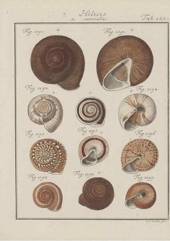 Reproducción/Reproduction 49579065041: Abhandlung von den Land = und Flußschnecken, oder von solchen Conchylien, welche nicht im Meere sondern auf der Erde und in süssen Wassern zu leben pflegen /. Nürnberg :Raspe,1786. 