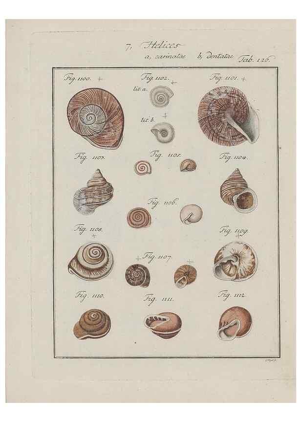 Reproducción/Reproduction 49579291622: Abhandlung von den Land = und Flußschnecken, oder von solchen Conchylien, welche nicht im Meere sondern auf der Erde und in süssen Wassern zu leben pflegen /. Nürnberg :Raspe,1786. 