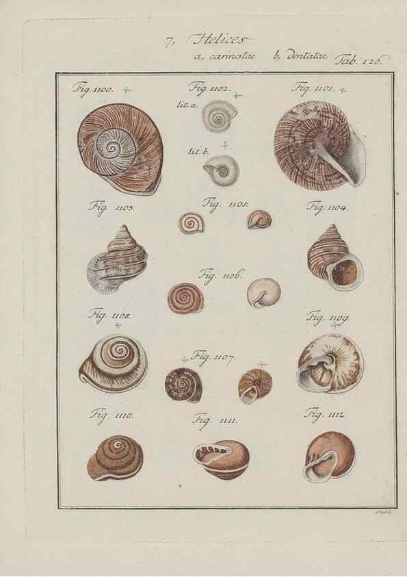 Reproducción/Reproduction 49579291622: Abhandlung von den Land = und Flußschnecken, oder von solchen Conchylien, welche nicht im Meere sondern auf der Erde und in süssen Wassern zu leben pflegen /. Nürnberg :Raspe,1786. 