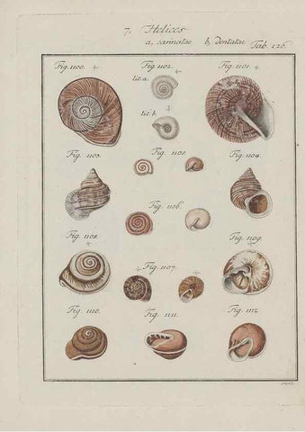 Reproducción/Reproduction 49579291622: Abhandlung von den Land = und Flußschnecken, oder von solchen Conchylien, welche nicht im Meere sondern auf der Erde und in süssen Wassern zu leben pflegen /. Nürnberg :Raspe,1786. 