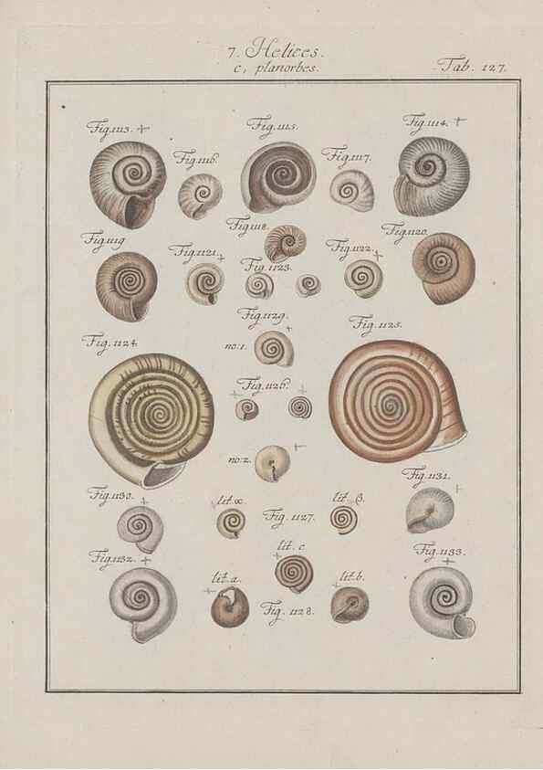 Reproducción/Reproduction 49579291817: Abhandlung von den Land = und Flußschnecken, oder von solchen Conchylien, welche nicht im Meere sondern auf der Erde und in süssen Wassern zu leben pflegen /. Nürnberg :Raspe,1786. 